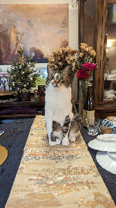 Zoom@シリコンバレー