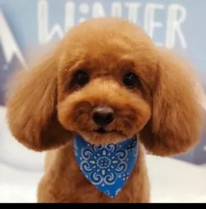 RICO⭐️🐕しょこらーた