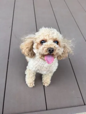 みー🐕🐾インスタ挑戦中