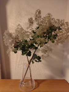 さぁーさ