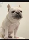 まいける
