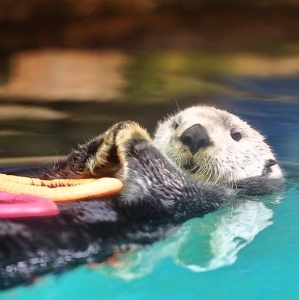 わか@京都インバウンドガイド