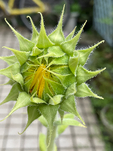 ヒロミ