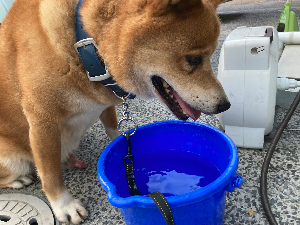 ふじたろう