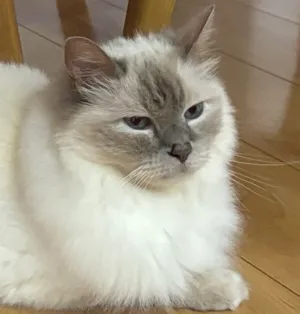にゃん吉