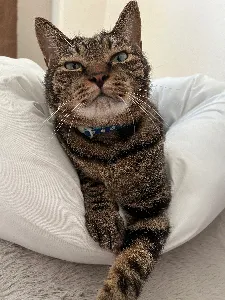 koko