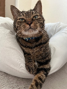 koko