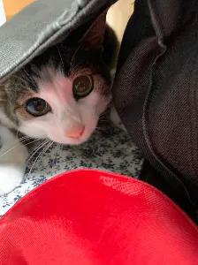 ごまさる