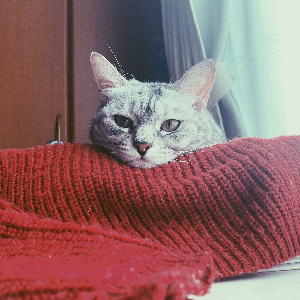 ひろえ