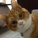 まるまめ