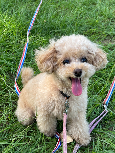 ココとアメコの美味しいジャーキー 