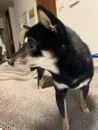 ピンカメ