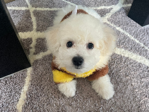 はちママ@管理栄養士🩷料理代行検討中