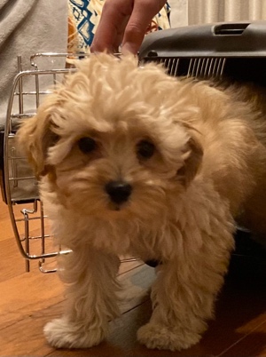 Emily@5/9(土)野外でご飯作ろう