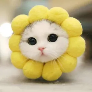 しろ