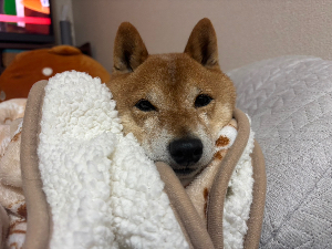 こてりん