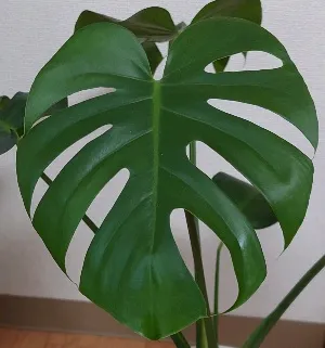 モンパキラ