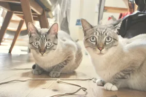 オニコ