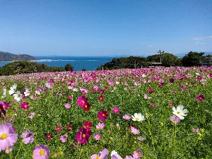 葵宇宙(あおいそら)に咲く花