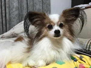 いつもはっぴぃ