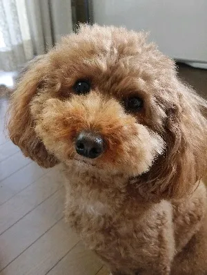 アオシ＠　　筋トレ💪35年以上継続中