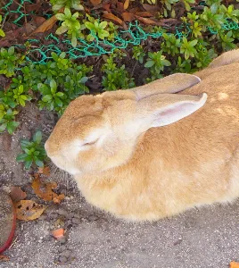 うさっこ