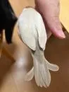 ことりのあや