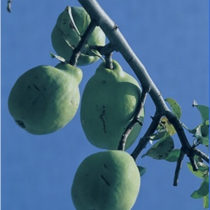 天木佐久＠農業など