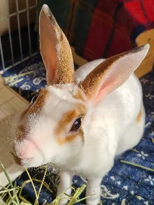 ぬんピ