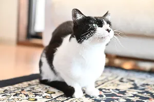 maskcat