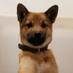 こにすけ
