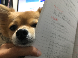 きなこもち@物販×SE