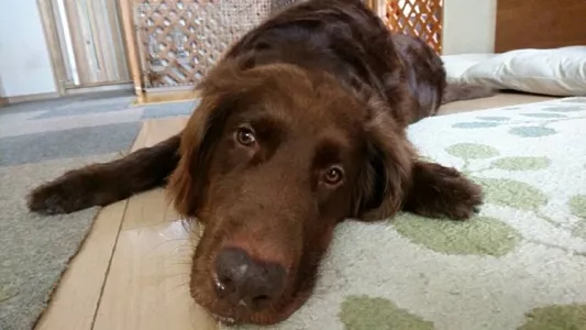 フラットコーテッド🐕‍🦺