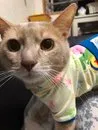うえぴー