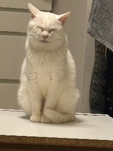 クロさん@オンライン秘書目指し中