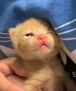 あり