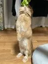 ごっち