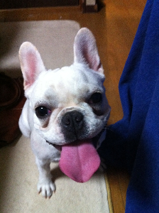 パンちゃん　タイピング家計管理