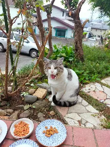 ふくふくのらりん🐱里親募集中