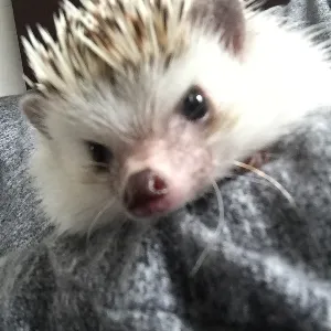 はりはり