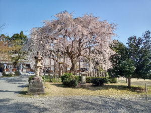 サブちゃん@メルカリせどり