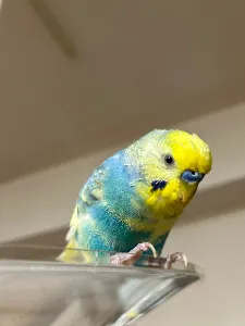 ぼっちゃん@スパイス&ハーブ&鳥好き