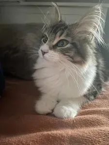 ゆらりん