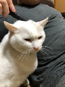 はる