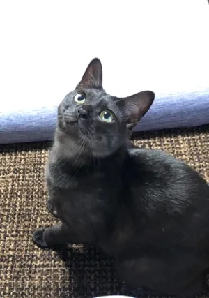 きよっきよ