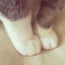 ねこあし＠ETFだいすき