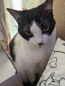 ハルテン－チビ