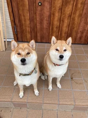 よほなぽパパ