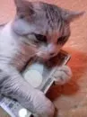 ごはん
