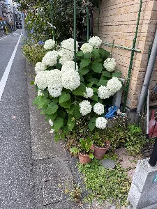 ゆみこママ